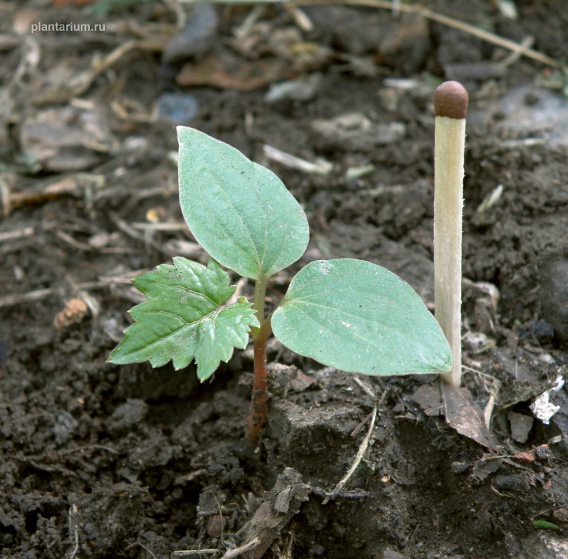 Image of genus Vitis specimen.