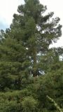 Sequoia sempervirens