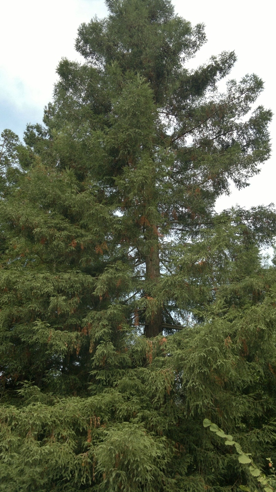 Image of Sequoia sempervirens specimen.