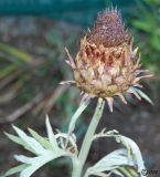 Cynara scolymus