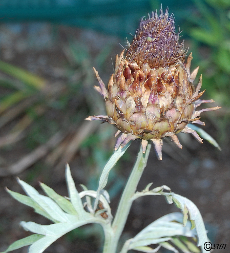 Изображение особи Cynara scolymus.