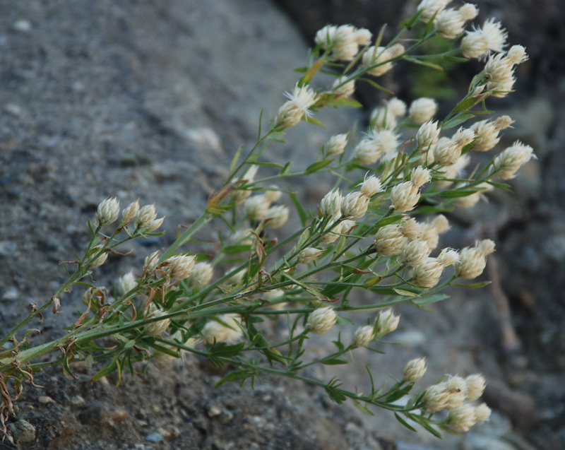 Image of Centaurea chrysocephala specimen.