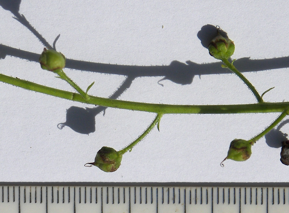 Image of Scrophularia olympica specimen.