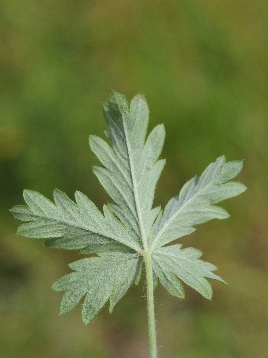 Изображение особи Potentilla argentea.