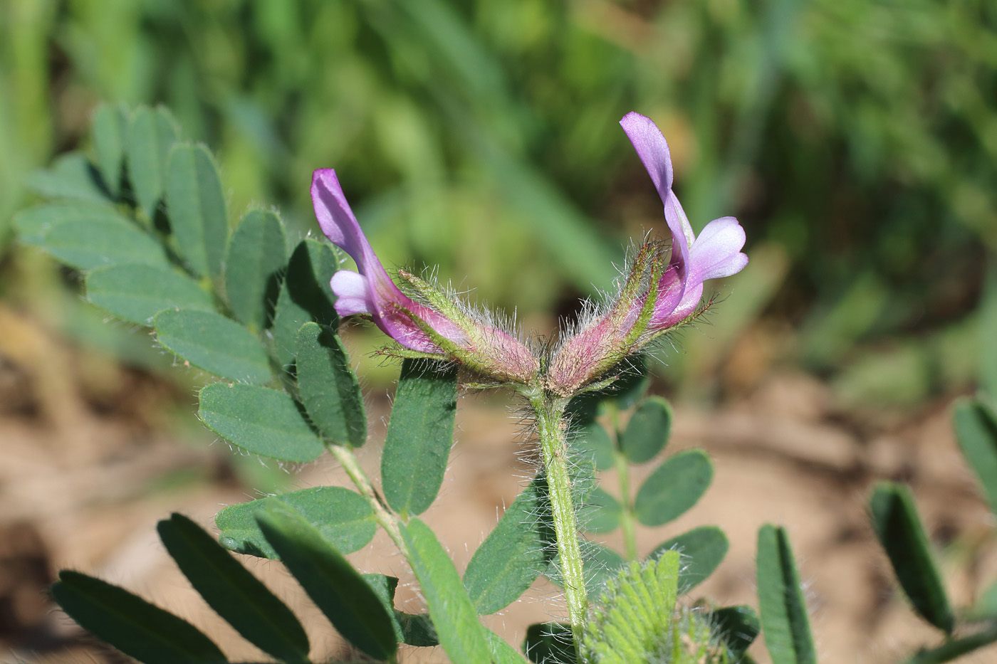 Изображение особи Astragalus camptoceras.