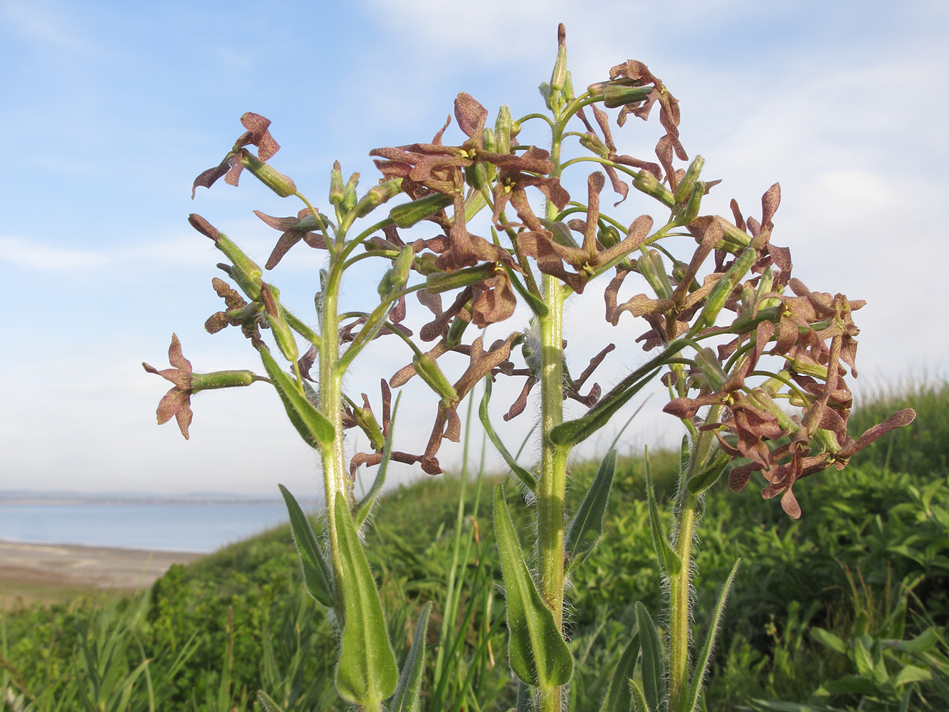 Image of Hesperis tristis specimen.