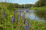 Veronica longifolia. Верхушка цветущего растения. Новгородская обл., Боровичский р-н, 1,3 км восточнее дер. Селино, берег р. Мста. 25.07.2015.