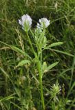 Trigonella procumbens