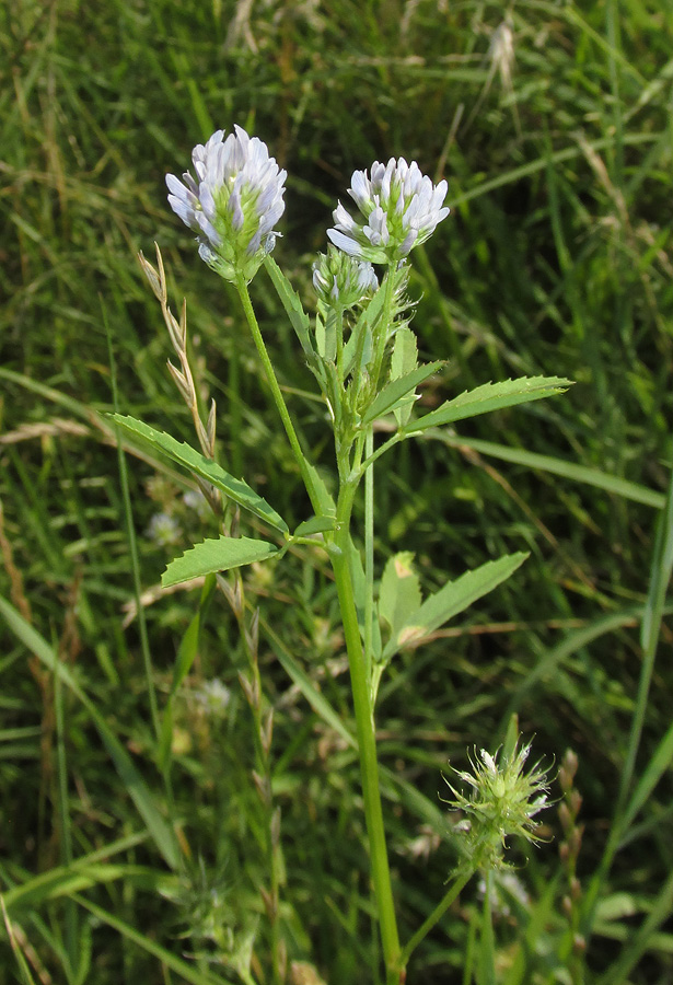 Image of Trigonella procumbens specimen.