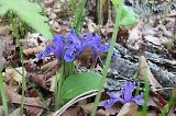 Iris uniflora. Цветущее растение в дубовом лесу. Приморский край, Уссурийский р-н. 24.05.2008.
