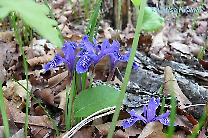 Image of Iris uniflora specimen.