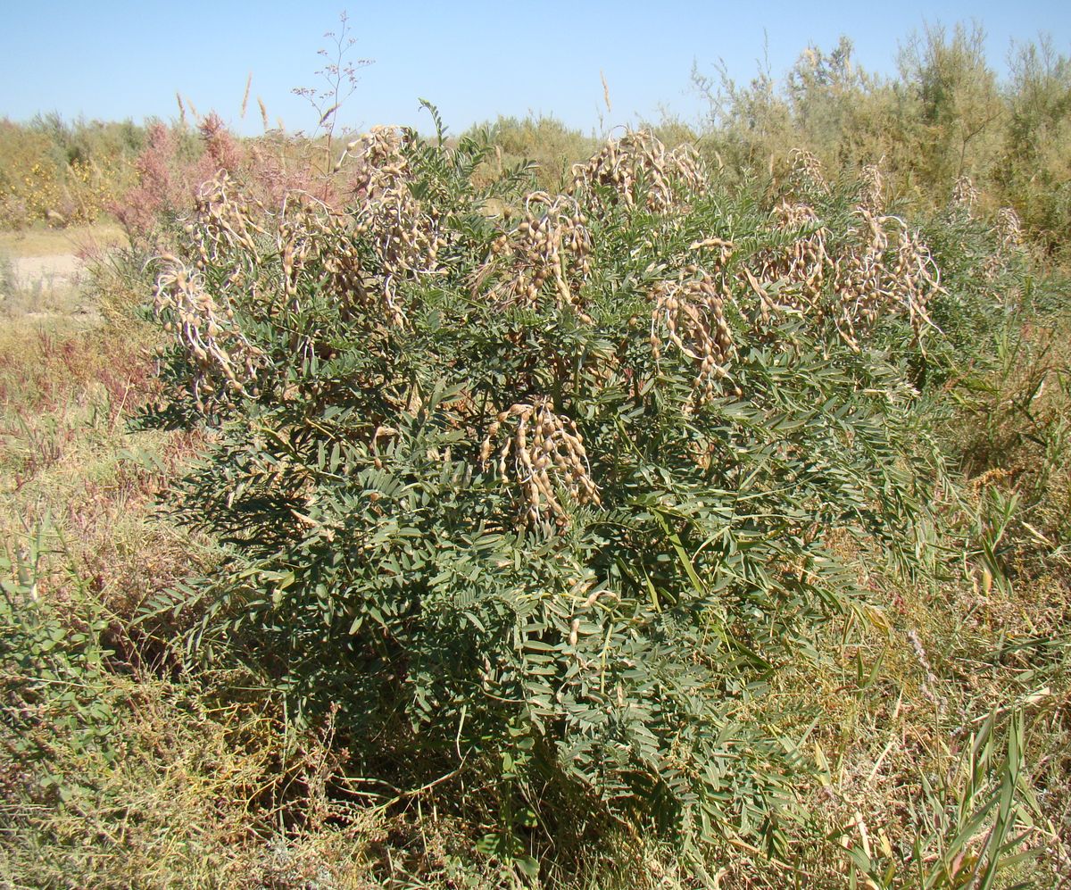 Изображение особи Pseudosophora alopecuroides.