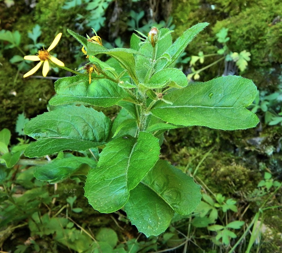 Изображение особи Senecio nemorensis.