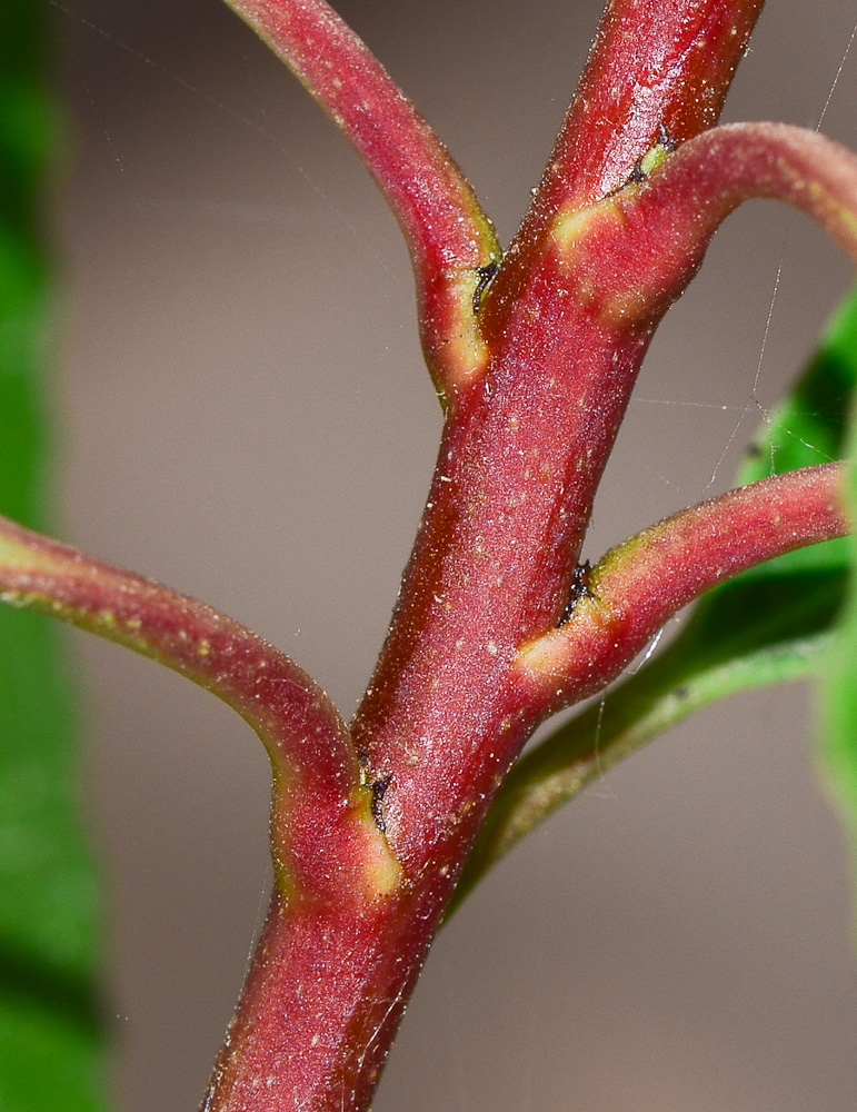 Image of Heteromeles arbutifolia specimen.