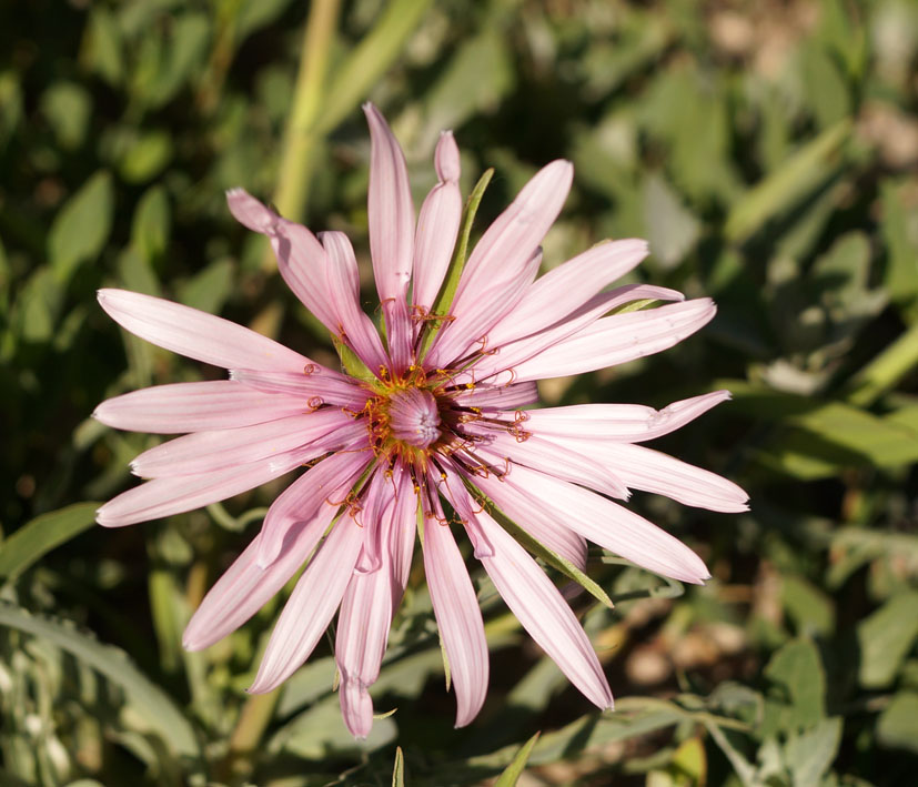 Изображение особи Tragopogon marginifolius.