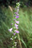 Campanula rapunculoides