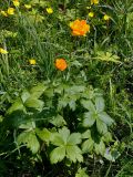 Trollius asiaticus. Цветущее растение. Иркутская обл., берег озера Байкал, окр. пос. Большие Коты, луговой склон. 02.07.2015.