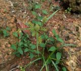 genus Cyperus. Плодоносящее(?) растение. Камбоджа, археологический парк Ангкор. 27.06.2012.