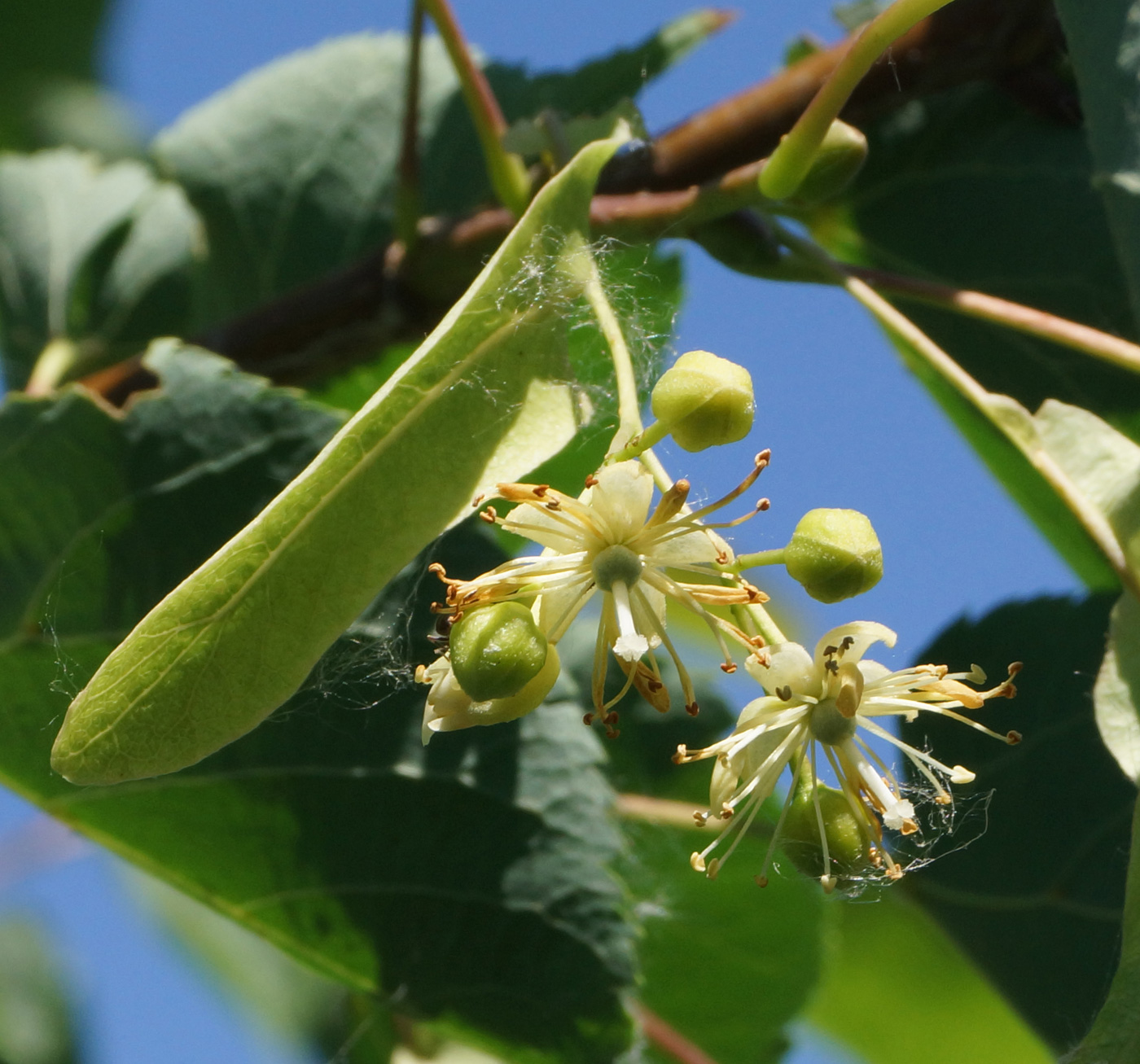 Image of Tilia cordata specimen.