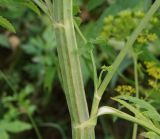 Pastinaca sylvestris