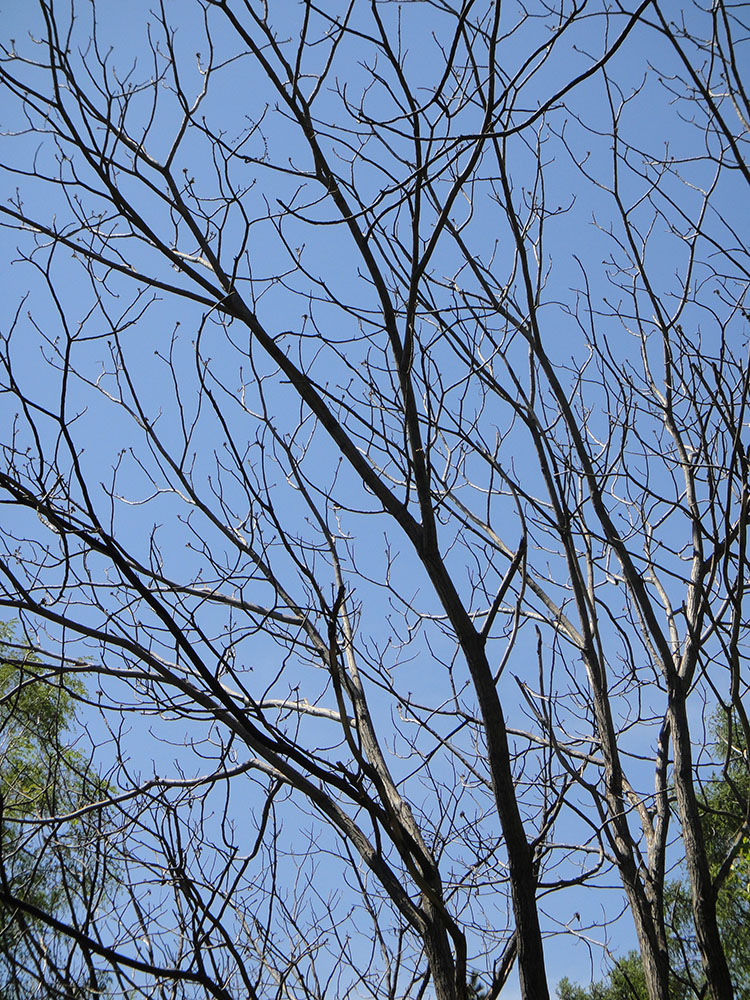 Image of Juglans mandshurica specimen.