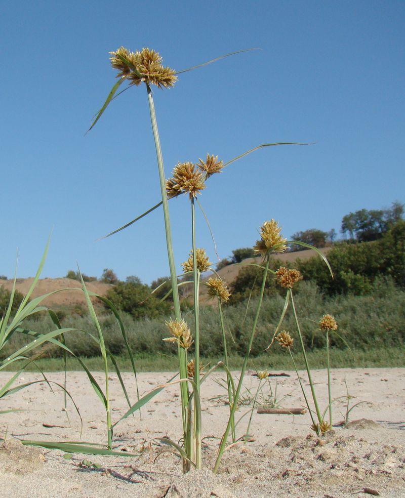 Image of Cyperus glomeratus specimen.