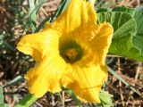 Image of taxon representative. Author is Тамара Риб