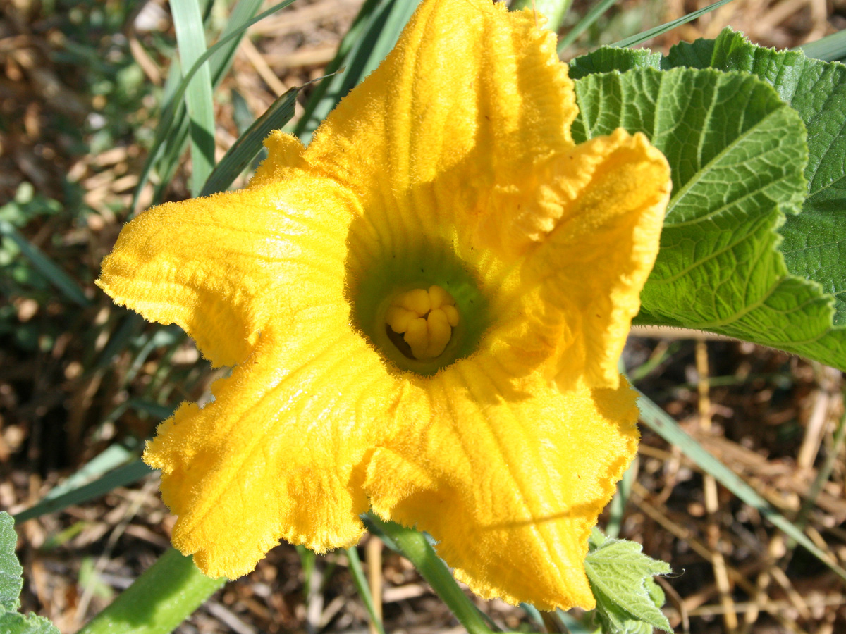 Image of Cucurbita maxima specimen.