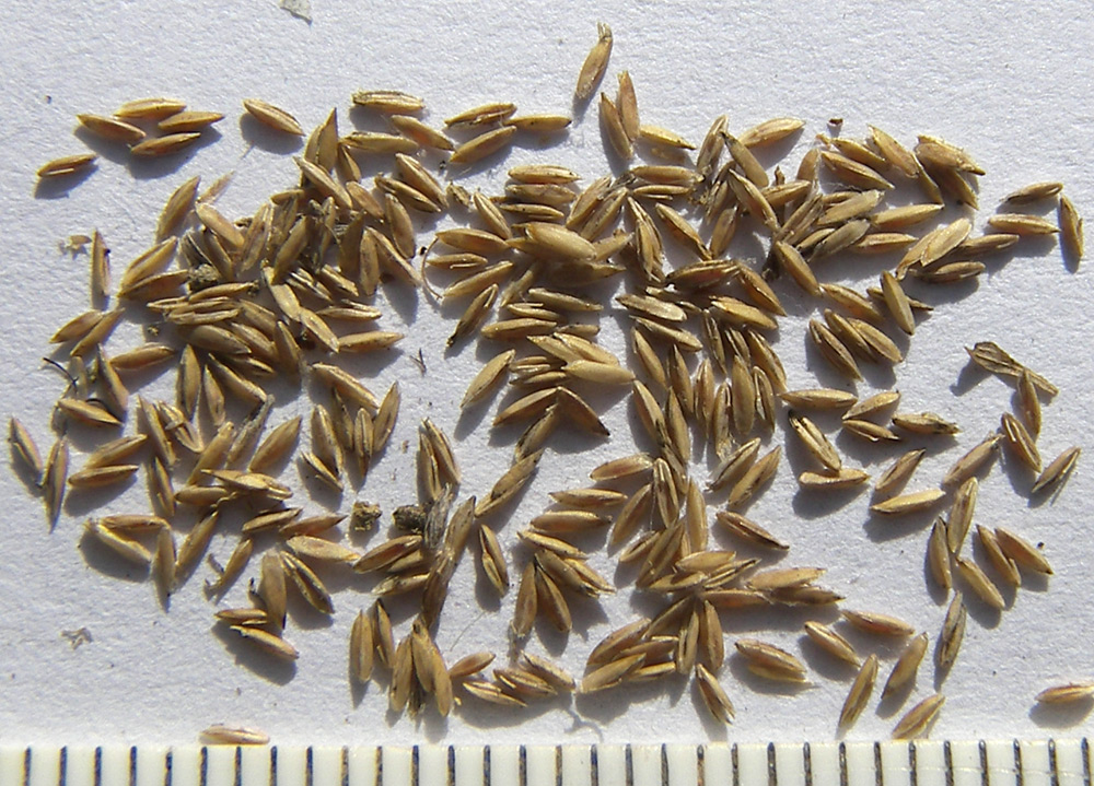 Image of Poa compressa specimen.