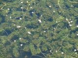 Elodea canadensis