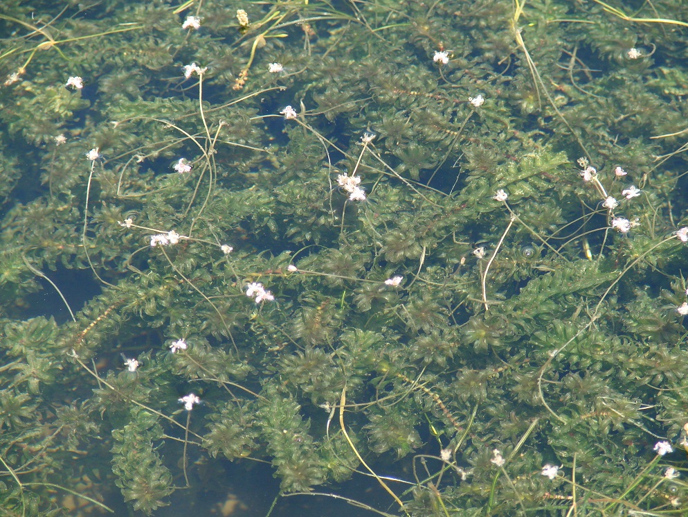 Изображение особи Elodea canadensis.