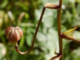 Lilium pilosiusculum