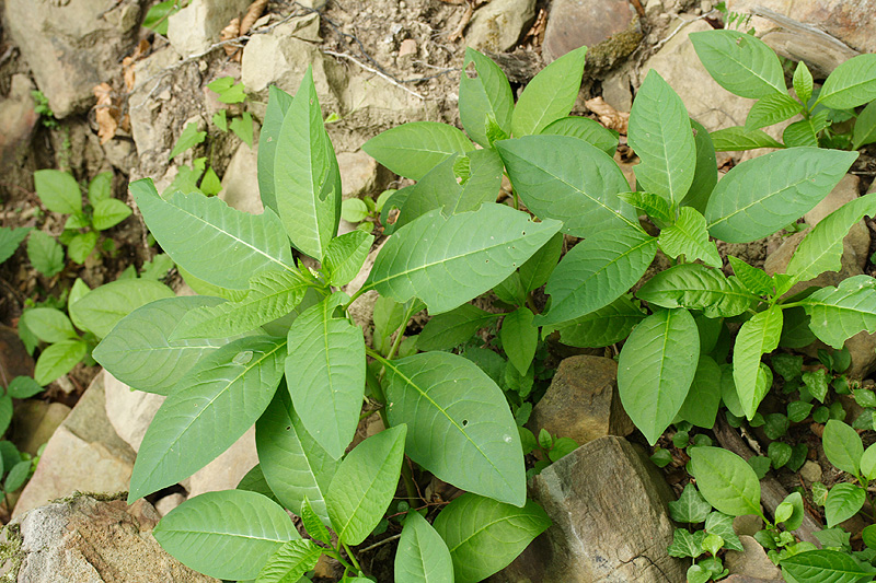 Image of Phytolacca acinosa specimen.