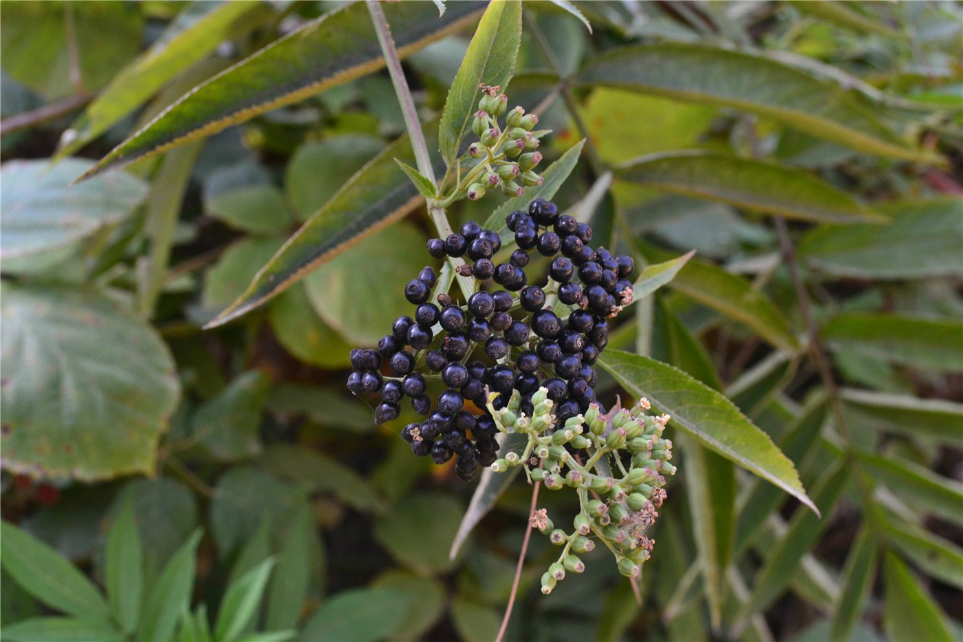 Изображение особи Sambucus ebulus.