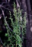 Artemisia umbrosa