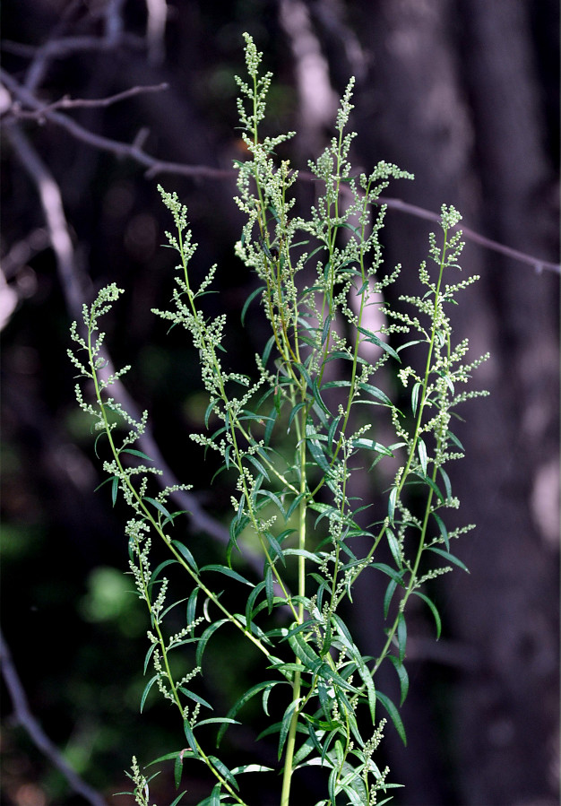 Image of Artemisia umbrosa specimen.