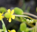 Ranunculus sceleratus