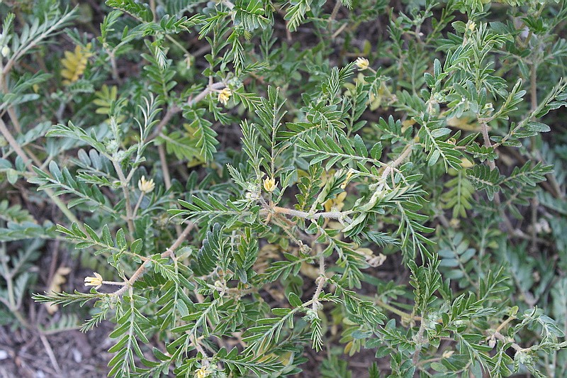 Изображение особи Tribulus terrestris.