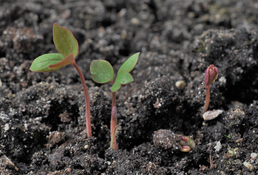 Image of Paeonia obovata specimen.