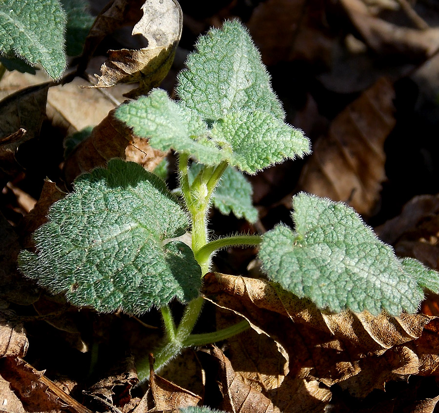 Изображение особи Lamium maculatum.