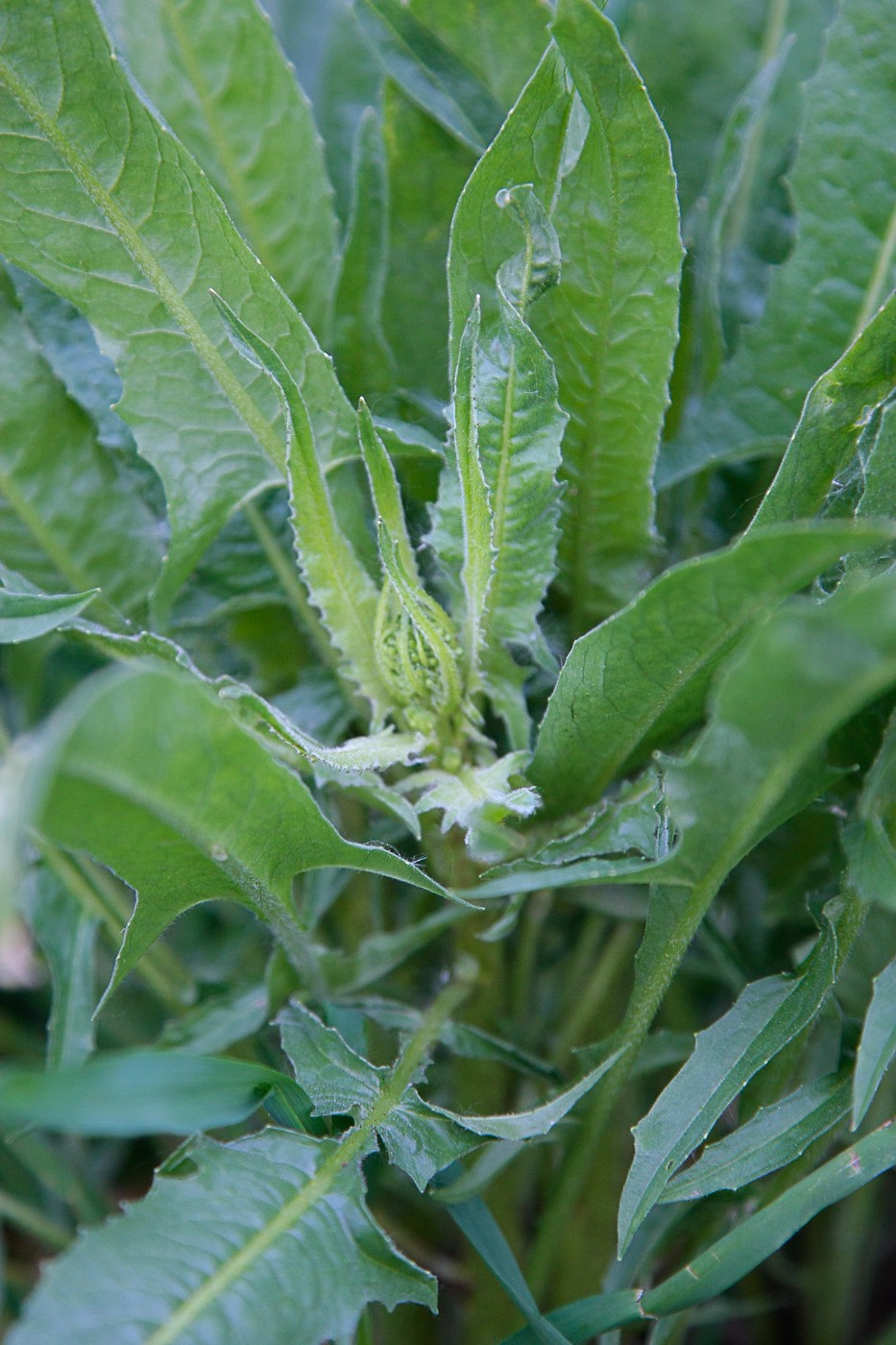 Image of Bunias orientalis specimen.