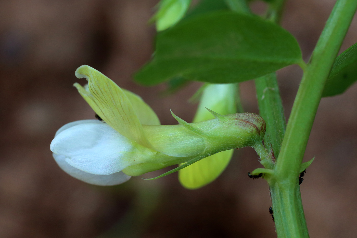 Image of Vicia hyrcanica specimen.