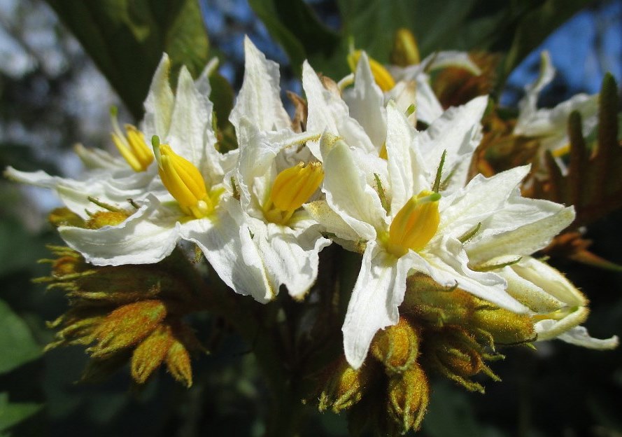 Изображение особи Solanum chrysotrichum.