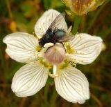 Parnassia palustris. Цветок, привлёкший опылителя. Архангельская обл., Вельский р-н. 12 августа 2009 г.