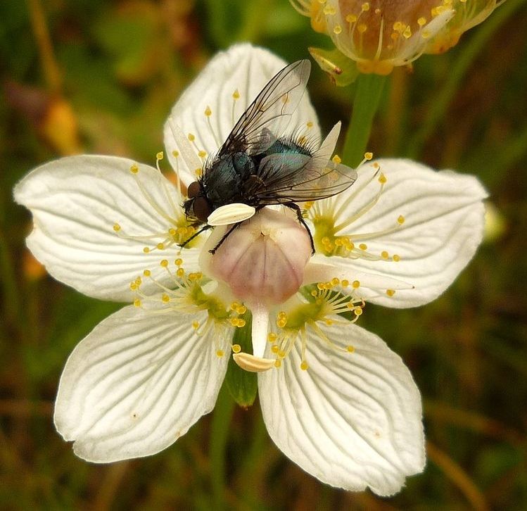 Изображение особи Parnassia palustris.