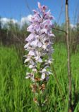 Dactylorhiza fuchsii