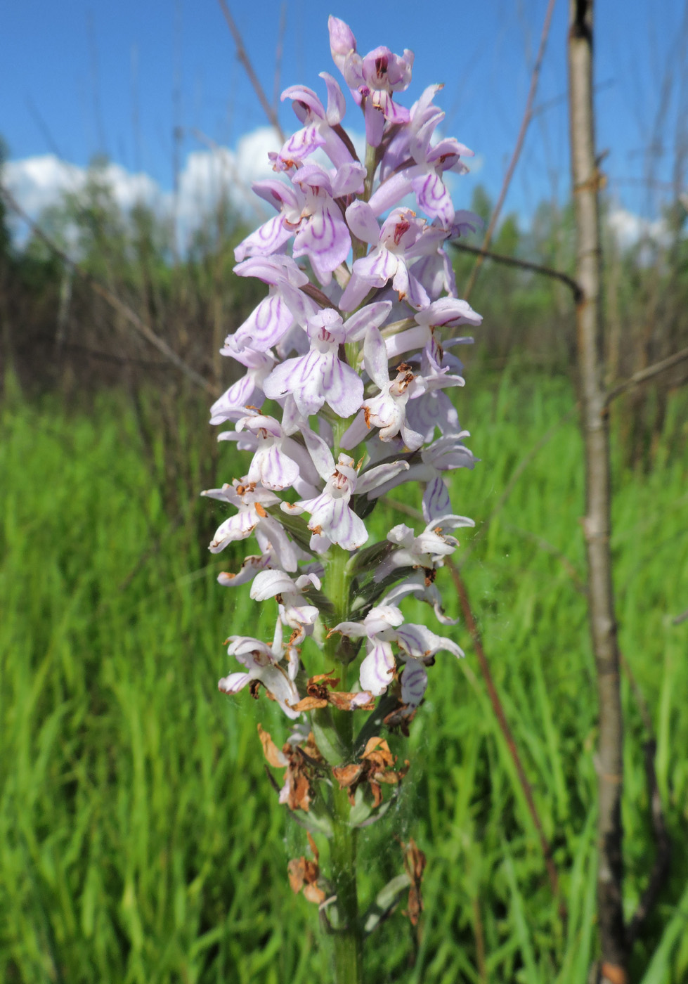 Изображение особи Dactylorhiza fuchsii.