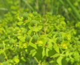 Euphorbia stricta