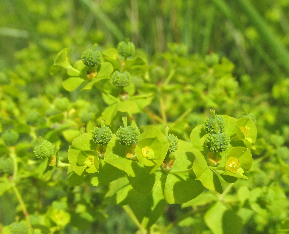 Изображение особи Euphorbia stricta.