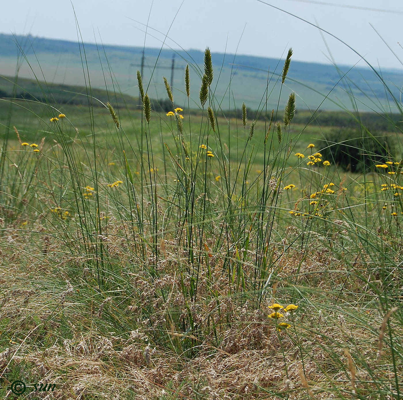 Image of Agropyron pectinatum specimen.